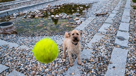 Dog Ball To Play Wet - Free photo on Pixabay