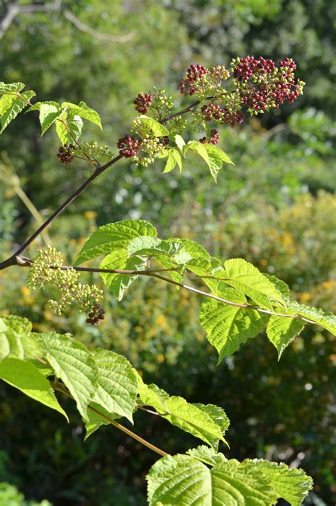 Aralia racemosa Spikenard | Prairie Moon Nursery