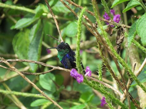 Kolibri | Vögel - Birds - Pájaros | Flickr