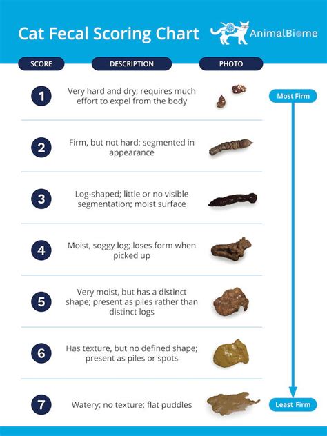 Why Does My Cat Have Light Brown Diarrhea | Americanwarmoms.org