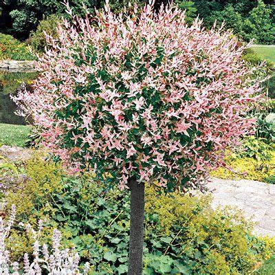 Small Flowering Trees Zone 6 - Okejely Garden Plant