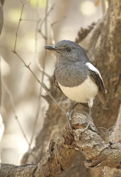 Birds Photographed While in India - A & J Photography