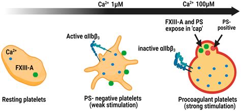 IJMS | Free Full-Text | Factor XIII-A: An Indispensable “Factor” in Haemostasis and Wound Healing