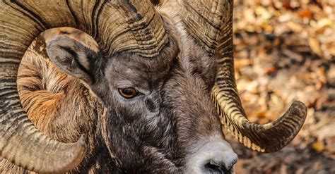 Black and Brown Ram Animal · Free Stock Photo