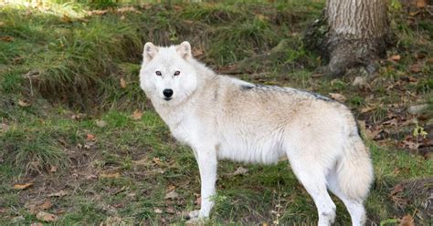 Loup arctique, t'as de beau yeux tu sais :) - Geo.fr