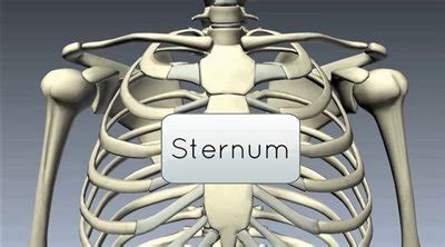 Sternum Pain: Symptoms & Treatment