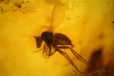 Fossil Flies (Diptera) and Several Mites (Acari) in Baltic Amber ...