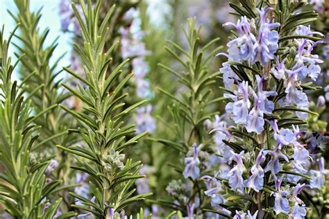 The Simple Guide to Rosemary Plant Care - How to Grow Rosemary