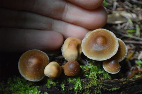 Time Lapse Photos Of Dryinghygrophanous In Psilocybe