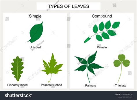 Types Leaves Simple Leaves Unlobed Elm Stock Vector (Royalty Free ...