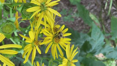 Ijams Nature Center uses E-Learning to encourage online students to get outside | wbir.com