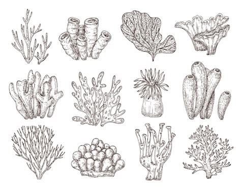 Premium Vector | Coral sketch. Natural corals sketching, black ...