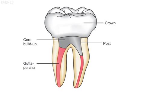 How Many Canals Does A Canine Tooth Have