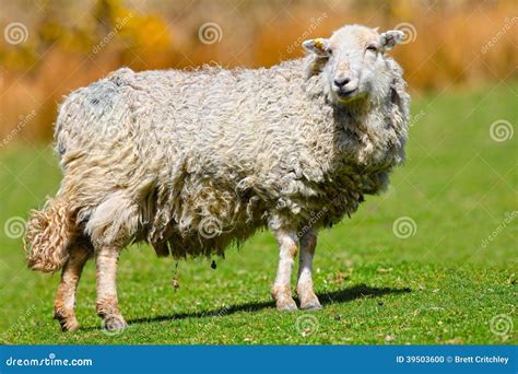 Wooly sheep stock photo. Image of hillside, copy, mountain - 39503600