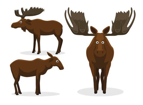 Alaska Wildlife Cartoon Illustrations, Royalty-Free Vector Graphics ...