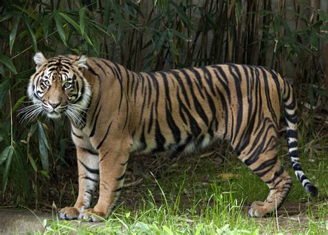 Smithsonian Insider – Damai, a two-and-a-half-year-old female Sumatran tiger, makes her debut at ...