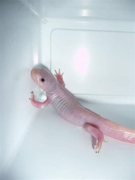 This is what a metamorphosed axolotl looks like : r/awwwtf