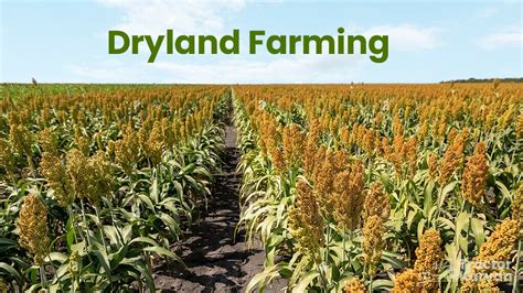 What is Dryland Farming - Know Dryland Agriculture with Its Crops