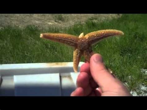 Starfish Regeneration - YouTube