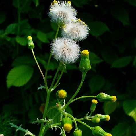 Common groundsel (Senecio vulgaris) - WeedWise Program