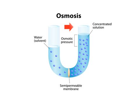 What is Reverse Osmosis and How Does Reverse Osmosis Work?