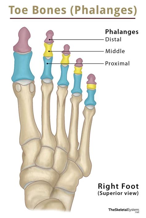 Toe Bones (Phalanges of the Foot) – Anatomy, Location, & Diagram