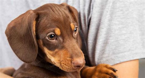 99+ Micro Mini Dachshund Puppies For Sale In Texas - l2sanpiero