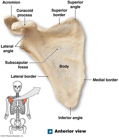 The acromion process of the scapula. | Medical anatomy, Human anatomy ...