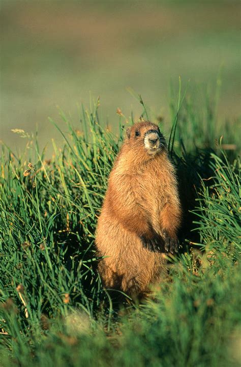 Olympic Marmot Marmota Olympus Photograph by James Zipp - Pixels