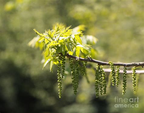 Flowering Black Walnut Tree by Angie Rea