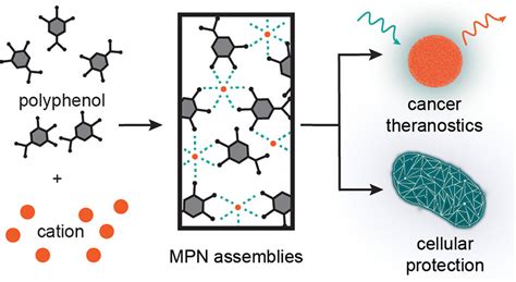 Metal–Phenolic Networks as Versatile Coating Materials for Biomedical Applications – Furst Lab