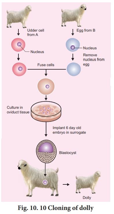 Animal Cloning - Applications of biotechnology