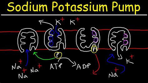 Sodium Potassium Pump - Active Transport - i icon on apple watch 2