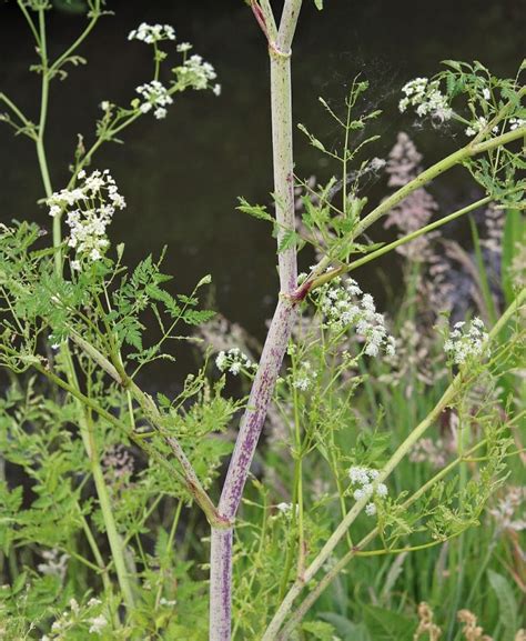 Poison Hemlock: How to Identify and Potential Look-alikes