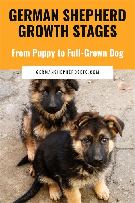 German Shepherd Growth Stages Chart