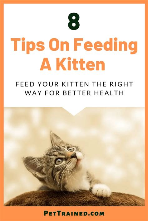 8 Tips On Feeding A Kitten For Great Health - Pet Trained