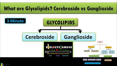 What are Glycolipids? Difference between Cerebroside and Ganglioside ...