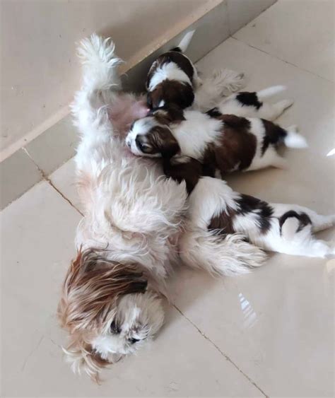 Find Shih Tzu Dogs and Puppies for sale in India | Mr n Mrs Pet