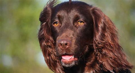 Boykin Spaniel Dog Breed Guide