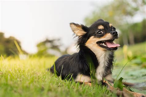 Chihuahua: Temperament, Lifespan, Grooming, Training | Petplan