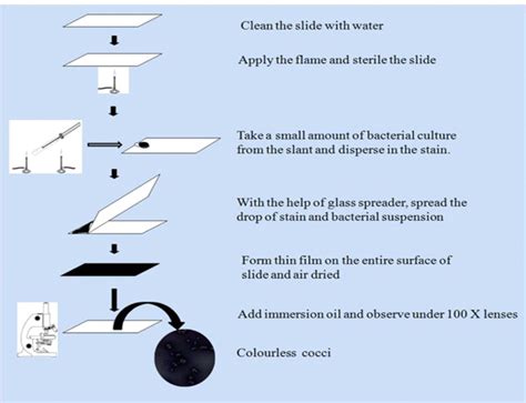 Negative Staining: Principle, Procedure, Results and Application - Biology Ease