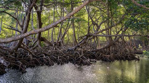 6 Reasons for Restoring and Protecting Mangroves | The Pew Charitable ...