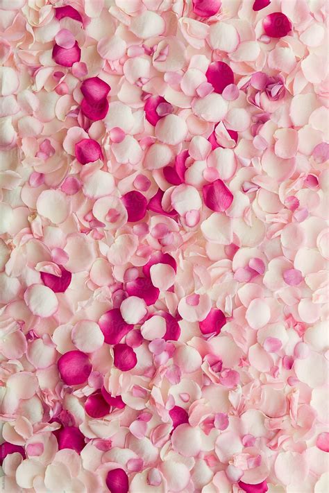 Rose Petal Background Download this high-resolution stock photo by Ruth Black from Stocksy ...