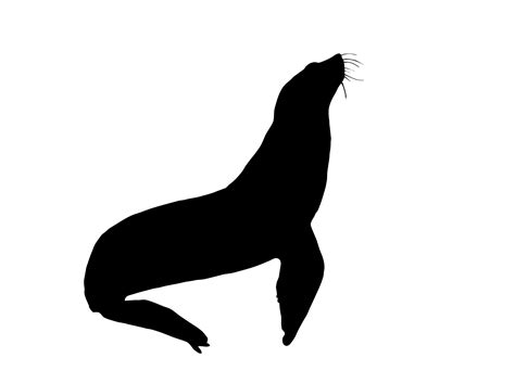 silhouette seal PNG transparent 20978262 PNG