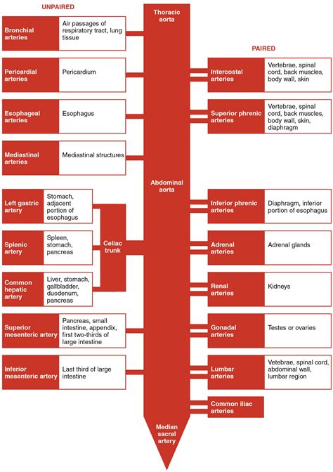 Abdominal Aorta Anatomy