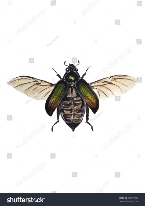 Green Beetle Wings Stock Illustration 545097112 | Shutterstock