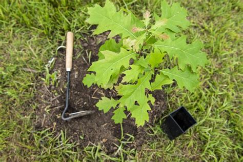 Elon University / Today at Elon / International students plant oak ...