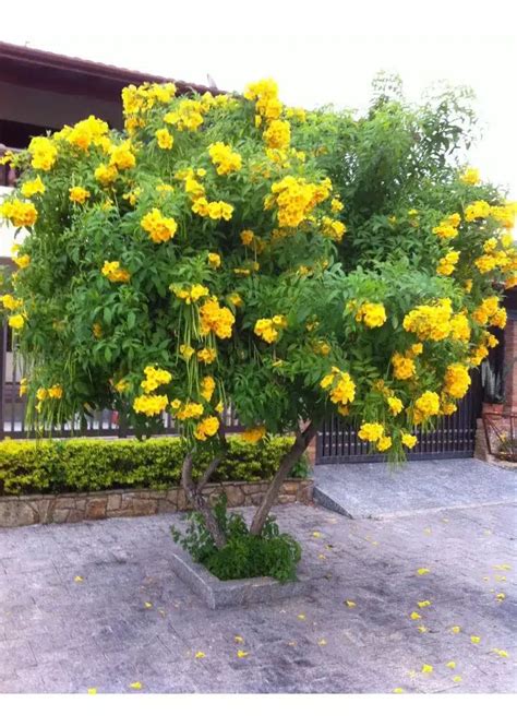 Tecoma stans - Plantas y Más Panamá