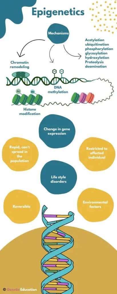 Genetics vs Epigenetics: From Gene Alterations to Gene Expression ...