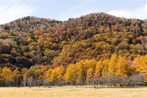 Premium Photo | Mountain and forest in autumn